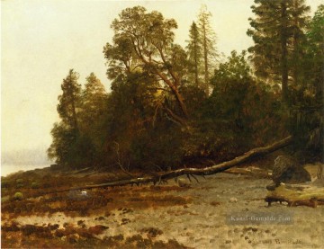 The Fallen Baum Albert Bierstadt Ölgemälde